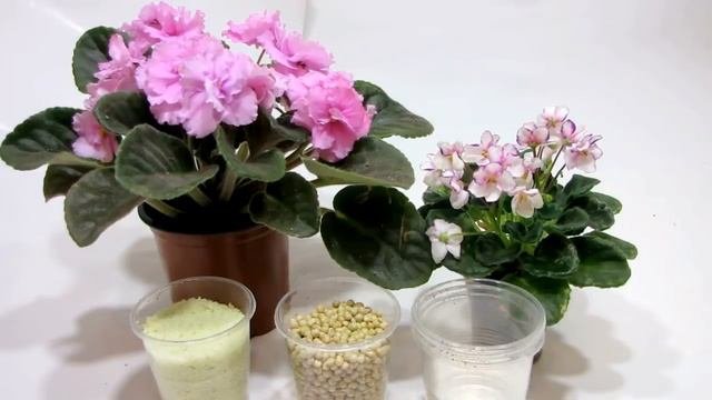 Как ПРАВИЛЬНО удобрять ФИАЛКИ и др. комнатные растения. Основные правила