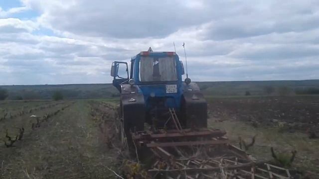 Культивация виноградника с МТЗ 82 и ПРВН 2.5 смотреть онлайн