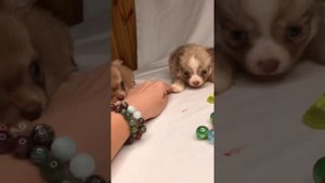 Чихуахуа девочка длинношёрстная шоколадный соболь