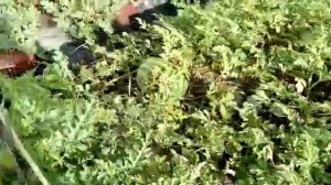 Результат прививки арбуза на лагенарию.урожай 2019 года.