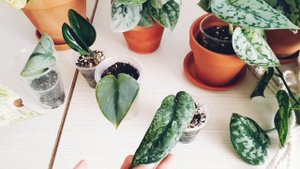 хоя лакуноза сильвер эскимо цветет❤обзор сциндапсусов:сплеш блю,сильвер клоуд,сильвер леди и другие