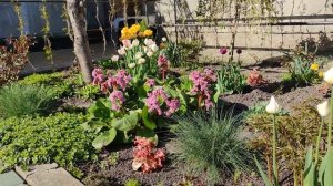 Тюльпаны Blue Diamond и Angelique. Цветение.