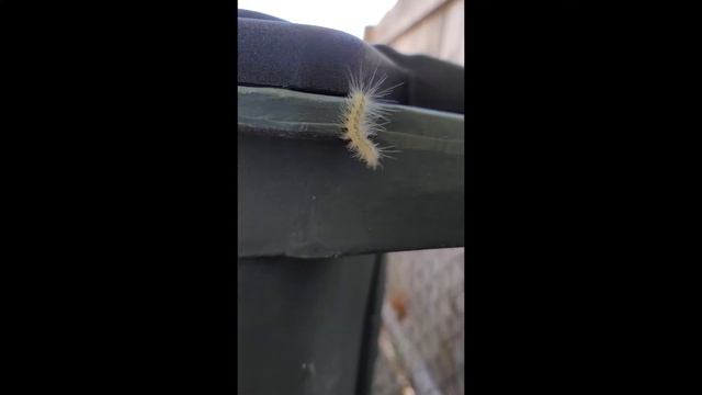 SFA#33 Caterpillar Crawl смотреть онлайн