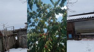 Сад зимой. ч.3.ЧЕРЕШНЯ ИПУТЬ