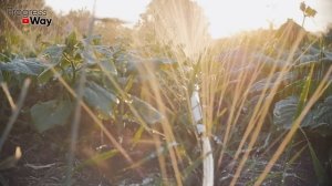 За ночь Огурцов нарастает немерено! Вот простой супер прием для плодоношения Огурцов в Августе!