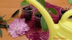 ХУРМУ ПОРА ПЕРЕСАДИТЬ, ЧТО КУПИЛА ДЛЯ ГРУНТА #дневникоптимистки #комнатныерастения #хурма