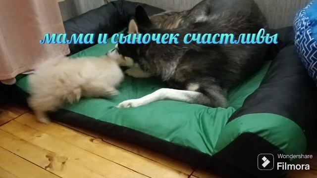 Мама хаски и сыночек шпицуля