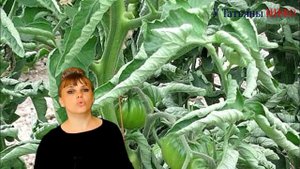 Почему скручиваются листья томатов?