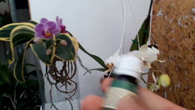 Орхидеи Ph. Stuartiana var. Nobilis and Ph. Sogo Vivien bloomsцветение