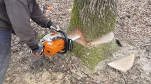 saw cut of a complex tree // Валка дуба // Правильная валка наклоненного дуба // Stihl ms661