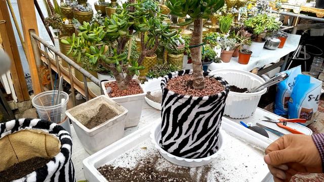 다육이를 대품으로 쉽게 키우기위한 화분을 만들고 우주목 분갈이 ; 천화분 ; 화분 DIY ; succulents ; suculentas ; 多肉植物 смотреть онлайн