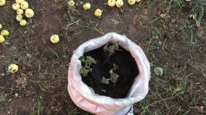 Как спасти огурцы от жары.