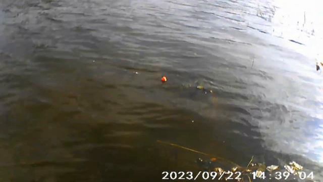 рыбалка на лесном озере на островах. р. Обь. ловим карася. бешеный клёв. смотреть онлайн