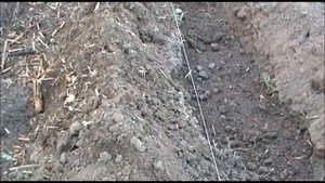 картофель в траншеях сорт гала ред скарлет рокко алуэт посадка картошки