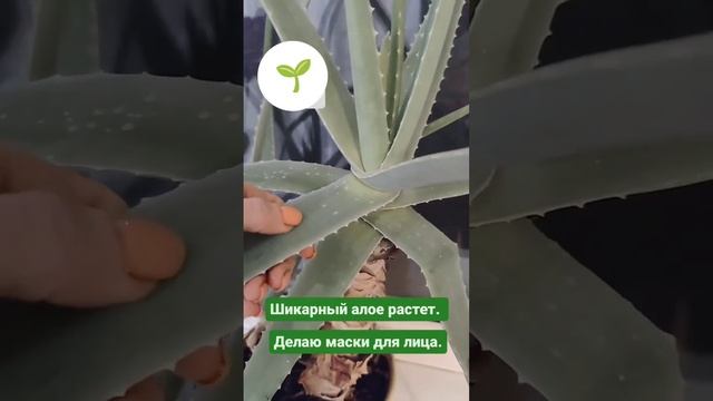 Маска для лица ? из алоэ вера