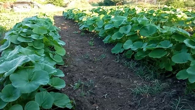 Жук съел картофель!Обзор огорода 2022! Что посадили! смотреть онлайн