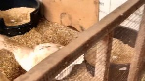 Тулузские гуси