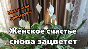 Спатифиллум - ЖЕНСКОЕ СЧАСТЬЕ пересадка и размножение!