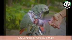 Самые красивые птицы в мире. Часть 1