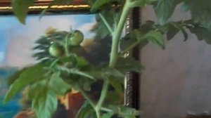 Помидоры обрезанные на подоконнике растут до потолка...:(