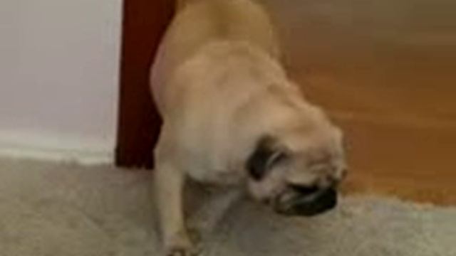 Мопс Лунатик Часть 2 смотреть онлайн