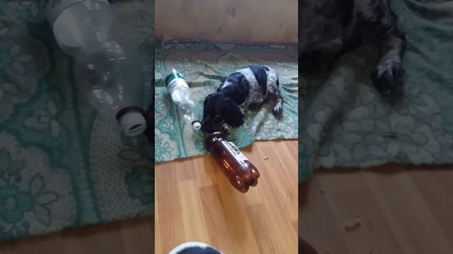 Семенычи... Толстый и Капа. 