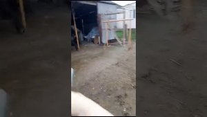 убой быка 280кг
