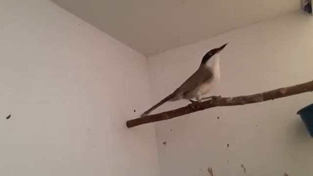 Певчая Славка. смотреть онлайн