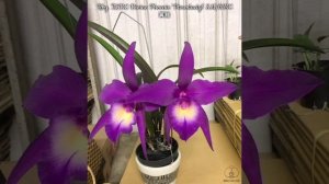 Названия ОРХИДЕЙ Cattleya // Сортовые Каттлеи