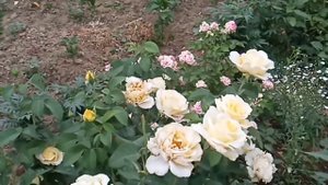 Роза гүлі . ФРИДЕНСЛИХТ.#роза гүлі