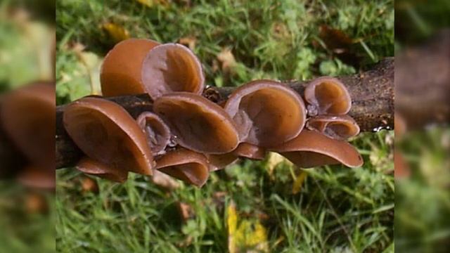 Herbier Numérique Oreille de Judas ( Auricularia auricula-judae ) смотреть онлайн
