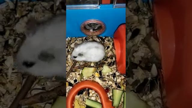 ХОМЯЧКИ МАМА С ПАПОЙ ОБЕДАЮТ ВМЕСТЕ. 👍👍👍😍 смотреть онлайн