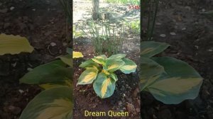 хоста Dream Queen