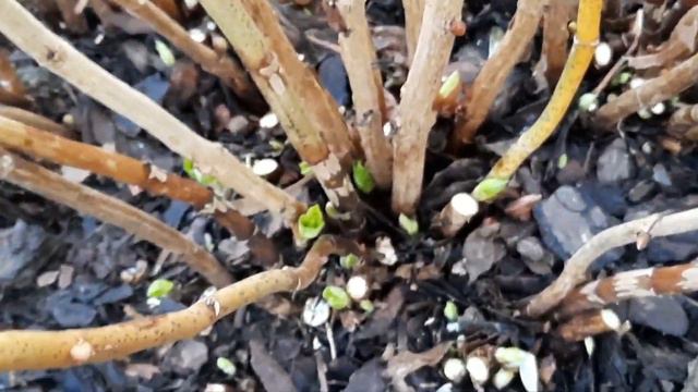 ГОРТЕНЗИЯ КРУПНОЛИСТНАЯ🌿ОБРЕЗКА🌿УКРЫТИЕ🌿ЦВЕТОЧНЫЕ ПОЧКИ🌿НОВЫЕ ПОБЕГИ 26-29.11.2023