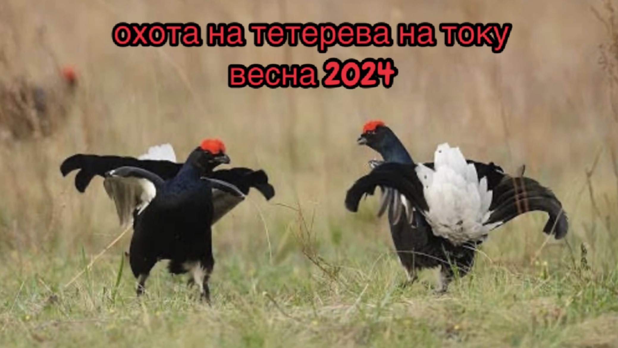 Весенняя охота на току смотреть онлайн