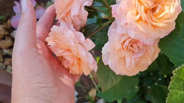 РОЗА ? СУРИР ДЕ ХАВР смотреть онлайн