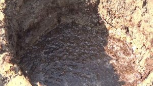 Как посадить  Сосну на штамбе. Что делать с муравьями? в корнях Расковыряли и сняли сетку и мешок.?