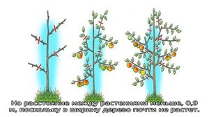 Яблоня колоновидная Каскад