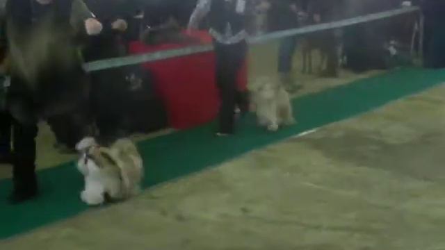 08.04.2012 моно ши-тцу (пром. кл. кобели) - 1 смотреть онлайн