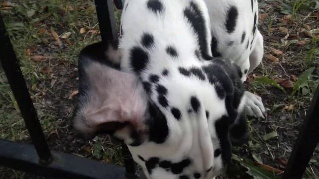 Санин песик смотреть онлайн