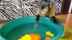 Домашняя обезьянка в квартире, и не только.