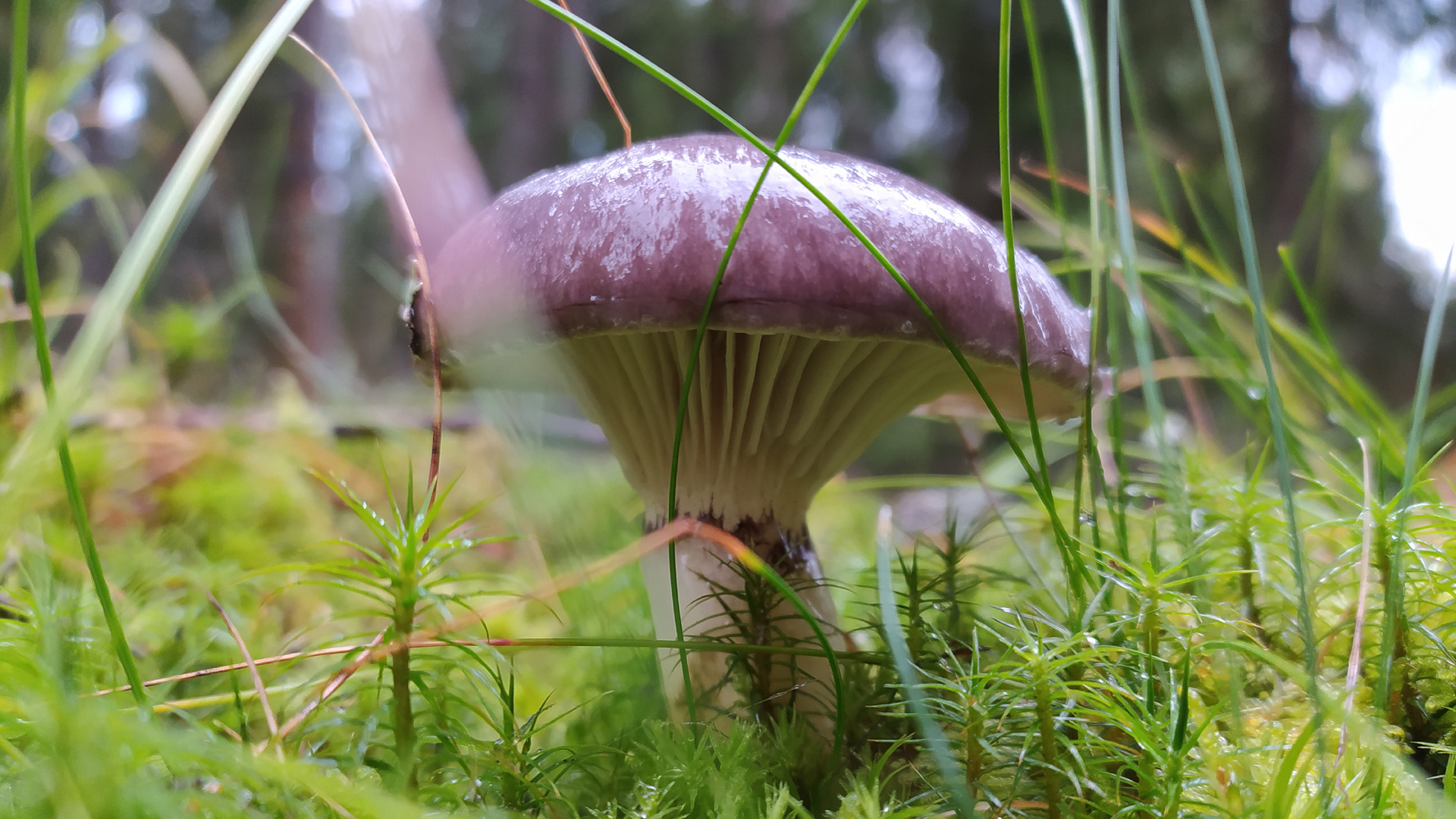 Мокруха еловая (Gomphidius glutinosus). Как выглядит гриб на месте произрастания.