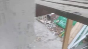 кароед  формирование рисунка