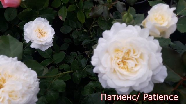 Patience (Патиенс) - питомник роз "Розы от Татьяны" смотреть онлайн