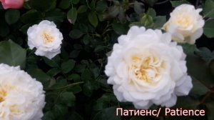 Patience (Патиенс) - питомник роз "Розы от Татьяны"