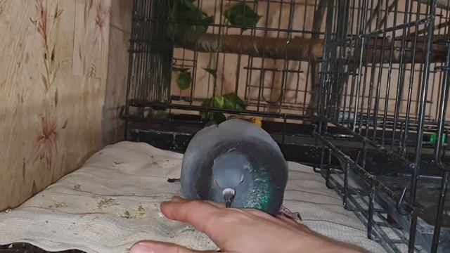 Одинокий миллионер купил многоквартирный дом и живёт там с животными