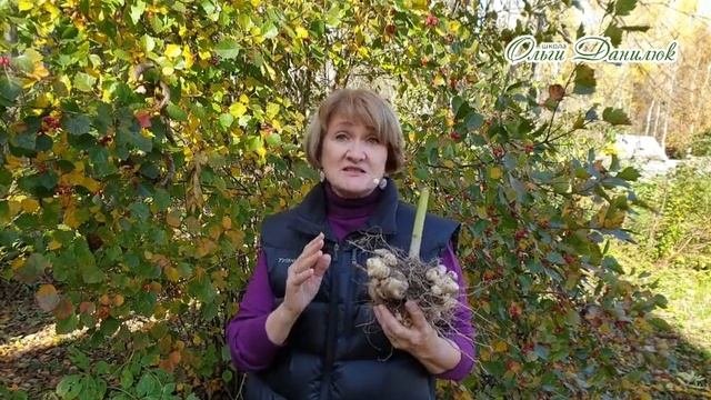 Съедим топинамбур?