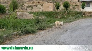 Саги дахмарда Айнинского района!