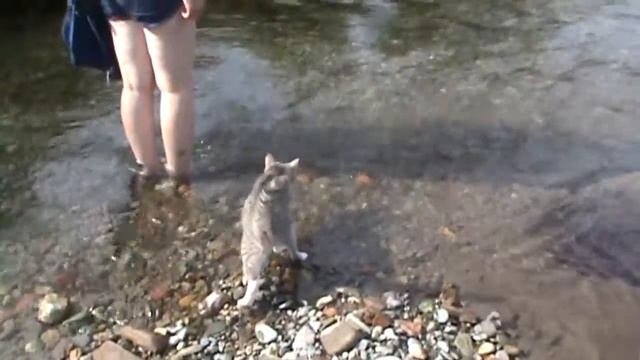 кошка переходит вброд речку смотреть онлайн