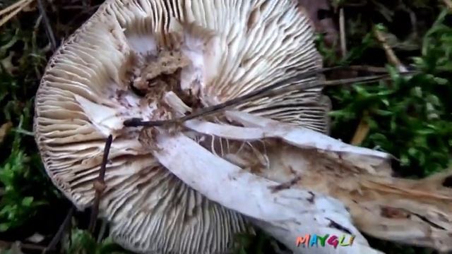 Ложная  рядовка серая заостренная. Как распознать.